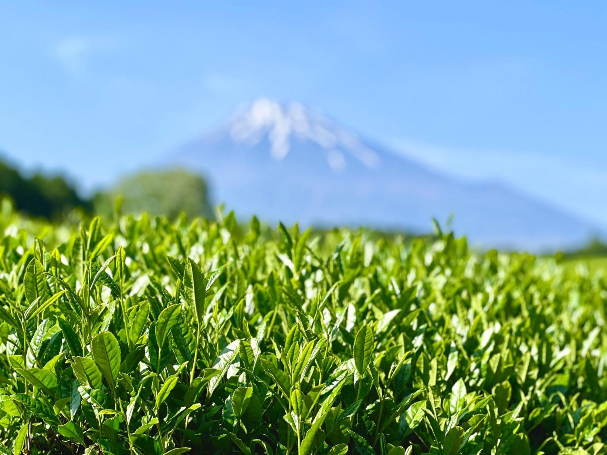 Hotel Tomioka-Ya Fujieda Zewnętrze zdjęcie